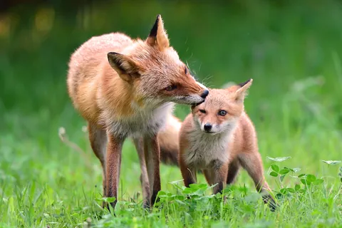 Ezo Red Fox