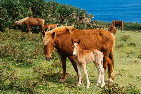 Yonaguni Horse