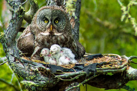 カラフトフクロウの子育て