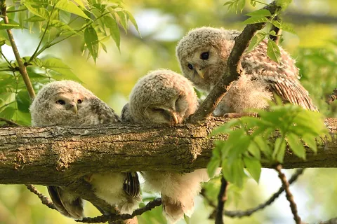 エゾフクロウの子供