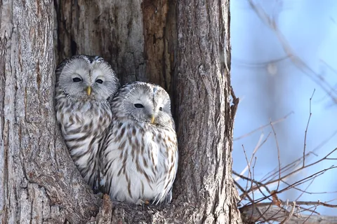 エゾフクロウの夫婦