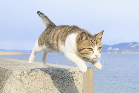 飛び猫 / 五十嵐健太
