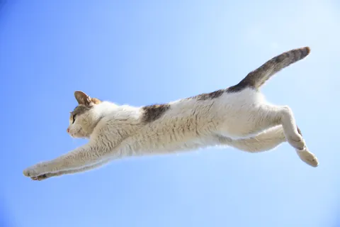 점프하는 고양이 ④