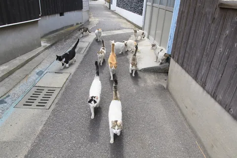 고양이 무리