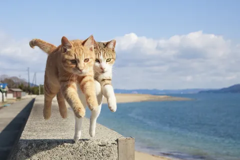 점프하는 고양이 ⑥