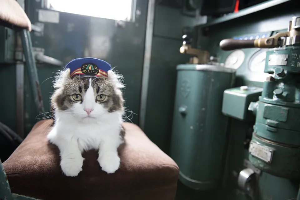 芦ノ牧温泉駅のねこ駅長 / 五十嵐健太