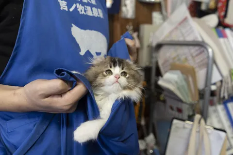 さくら ①
