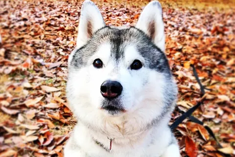 푸피푸피 분타⑤