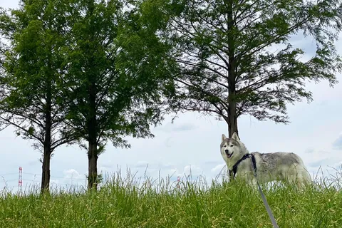 푸피푸피 분타⑧