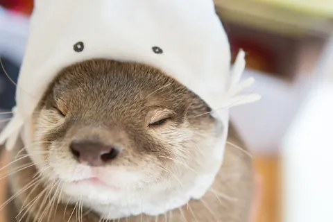 葵③