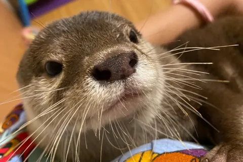 葵④