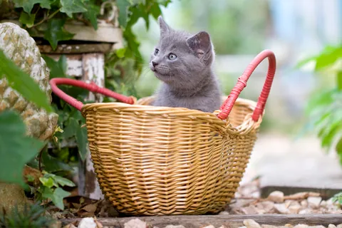 シャルトリューの子猫①