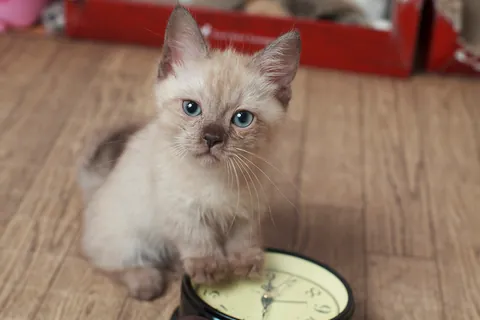 マンチカンの子猫④