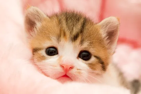 マンチカンの子猫⑤