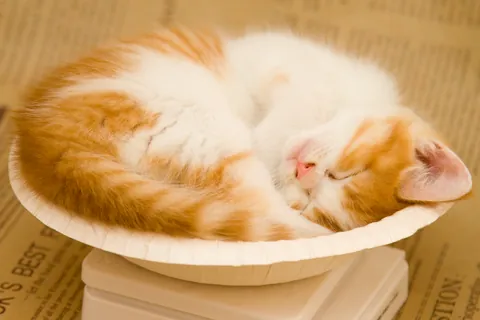 マンチカンの子猫⑥