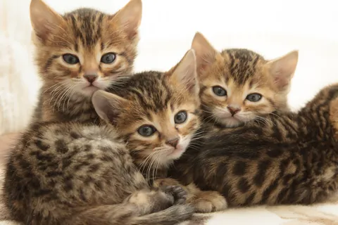 ベンガルの子猫