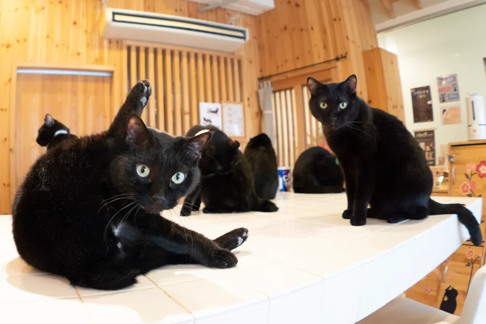 Gatos negros rescatados Kenta Igarashi