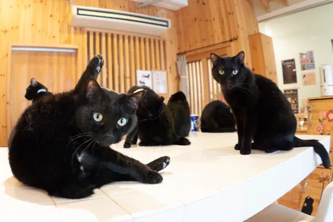 黒猫　保護猫カフェ ねこびやか編 / 五十嵐健太