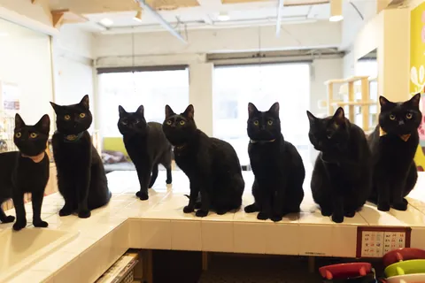 Gatos negros ②