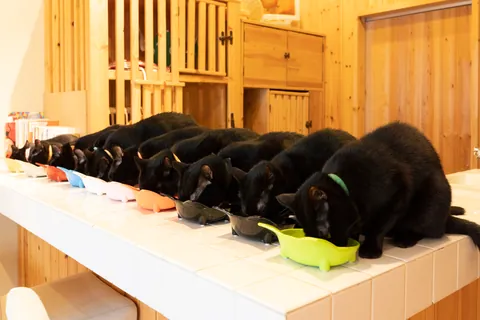 Gatos negros ③