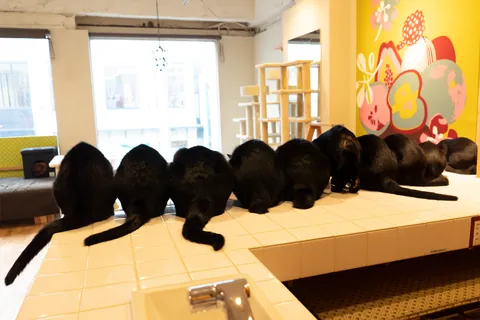 Gatos negros ④