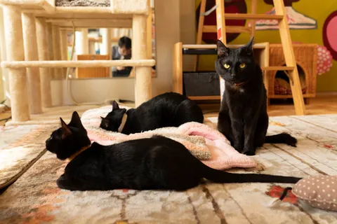 Gatos negros ⑤