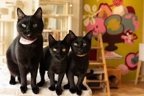 Gatos negros ⑥