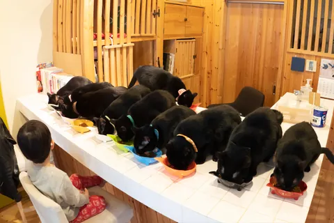 Gatos negros ⑦