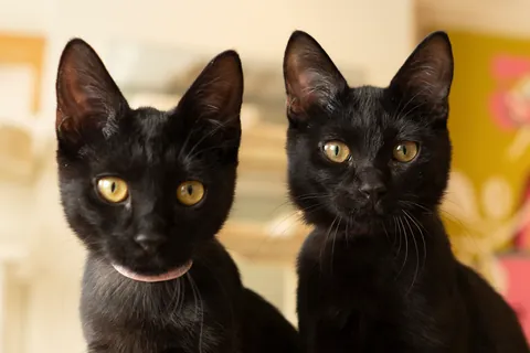 Gatos negros ⑧