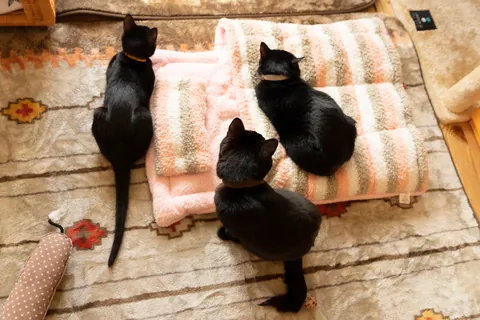 Gatos negros ⑨
