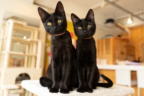 Gatos negros ⑩