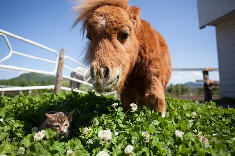 迷你马和小猫 ①