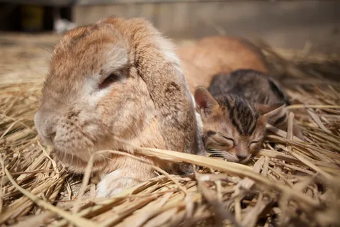 兔子和小猫