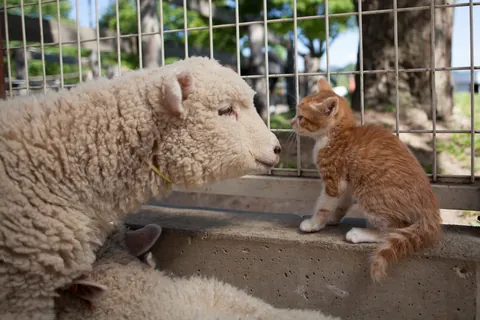 绵羊和小猫 ①
