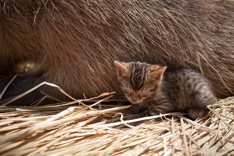 水豚和小猫 ②