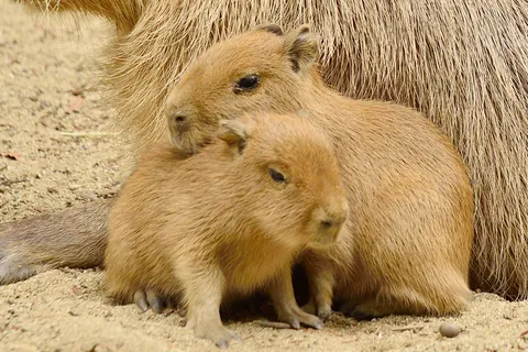 カピバラ