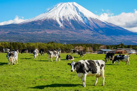 朝霧公園的牛 / 靜岡縣