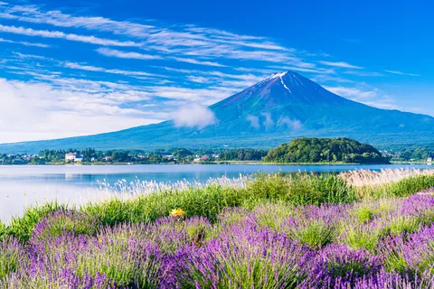 大石公園的薰衣草田 / 山梨縣