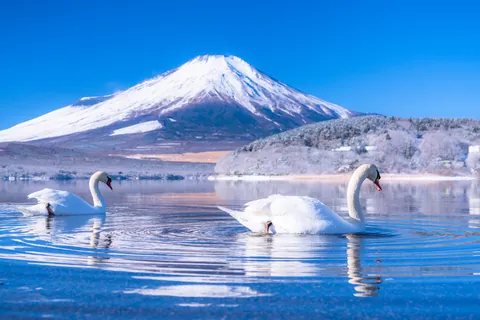 天鵝與山中湖 / 山梨縣