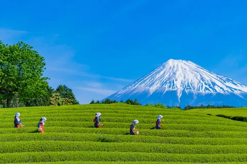茶園 / 靜岡縣
