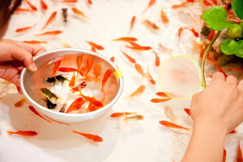 Pêche aux poissons rouges