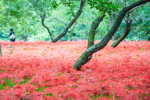 彼岸花