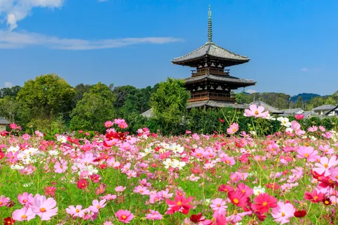 波斯菊