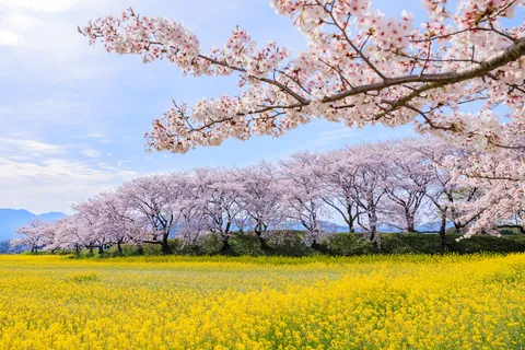 樱花与油菜花