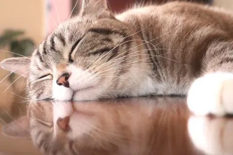 お昼寝する猫