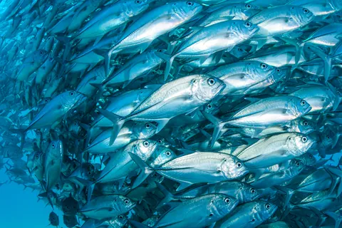 ギンガメアジの魚群