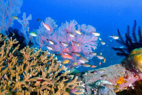 南国の海の色とりどりの魚たち
