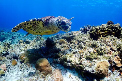 ウミガメ