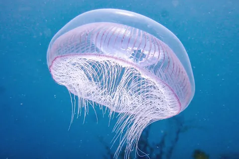 クラゲ