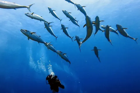 マグロの群れ